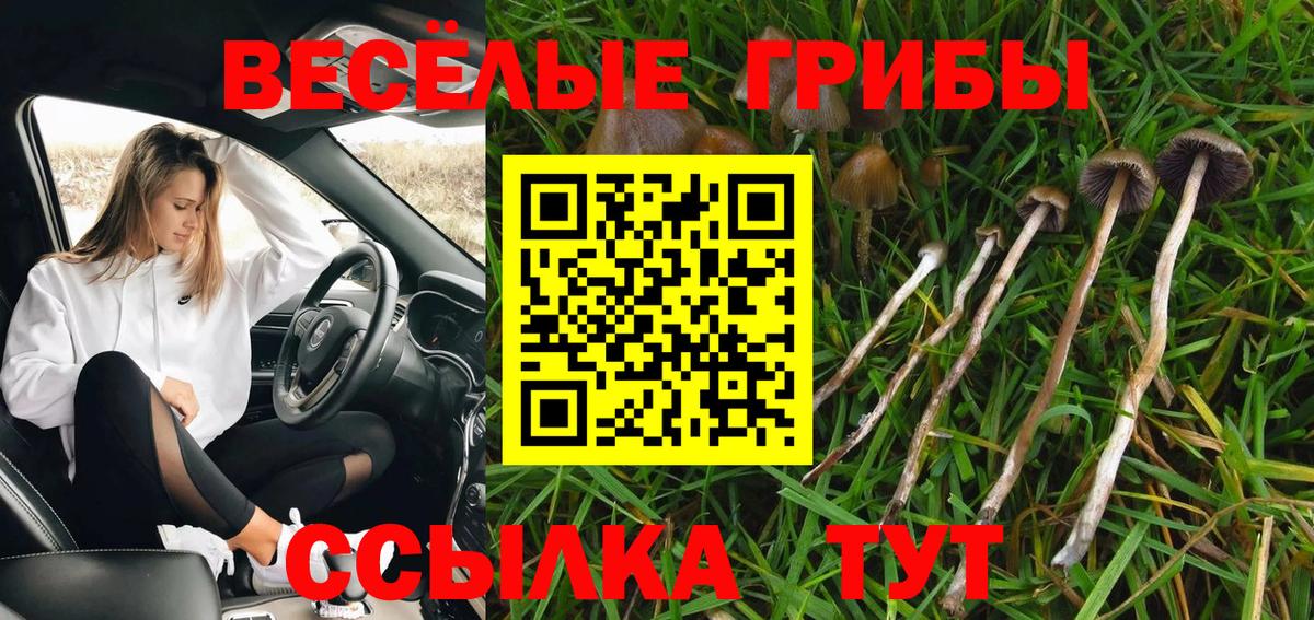 Ковров  Псилоцибиновые грибы Cubensis  Вход с VPN  Псилоцибиновые грибы прущие грибы 